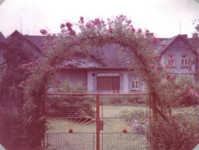Pnoucí řůže v květu pěstovaná manželi Řehákovými - srpen 1989. V pozadí dům u Čudů s bývalou prodejnou masny.